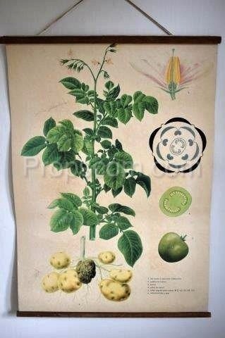 School poster - Potatoes