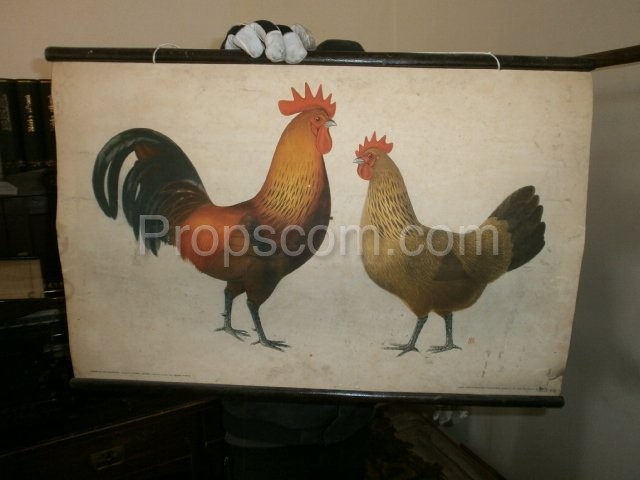 School poster - Domestic chicken