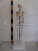 Human skeleton - educational model