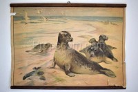 School poster - Seal