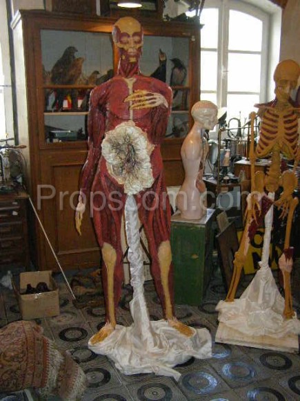 Mannequin of the human body