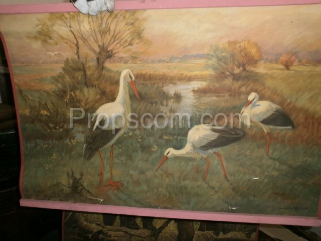School poster - White stork
