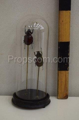 Flask with beetles