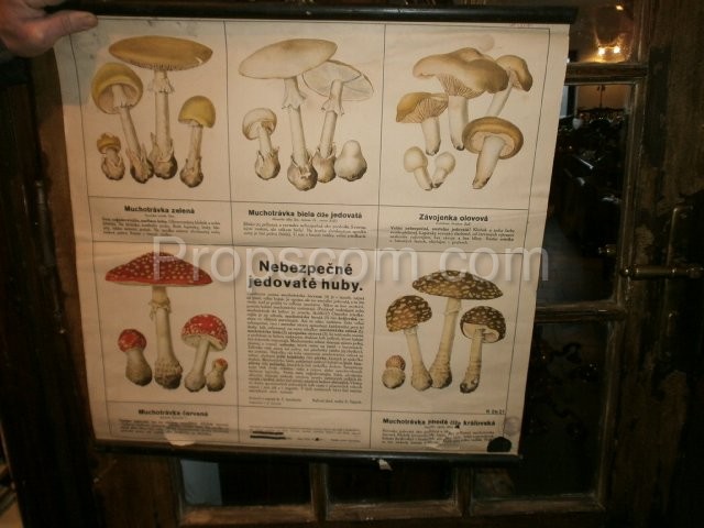 School poster - Mushrooms