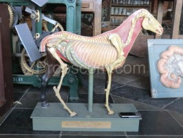 School educational model horse