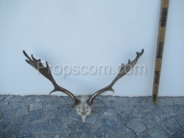 Fallow deer - antlers