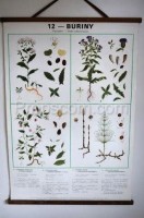 School poster - Plants