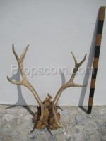 Deer - antlers