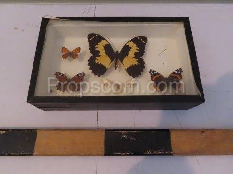 Butterfly collection