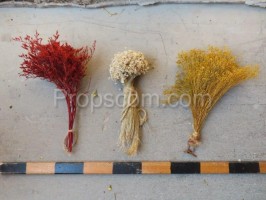 Dried flowers