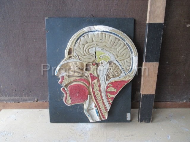 Head section - educational model