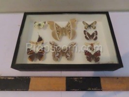 Butterfly collection