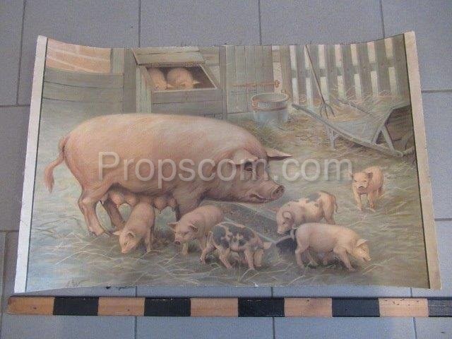 School poster - Domestic pig
