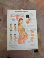 Female reproductive system - poster