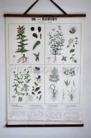 School poster - Plants