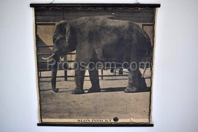 School poster - Indian elephant