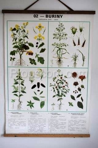 School poster - Plants