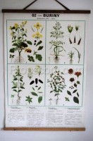 Školní plakát - Rostliny 