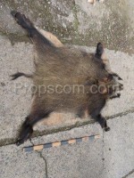 Boar skin