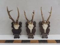 Roe deer - hunting trophy