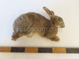 Field hare