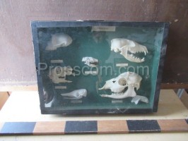 Skulls in a showcase of predators