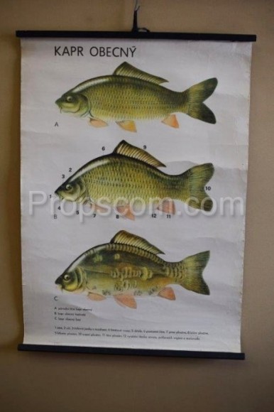 School poster - Common carp