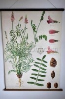 School poster - Plants