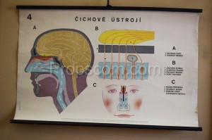 School poster - Olfactory system