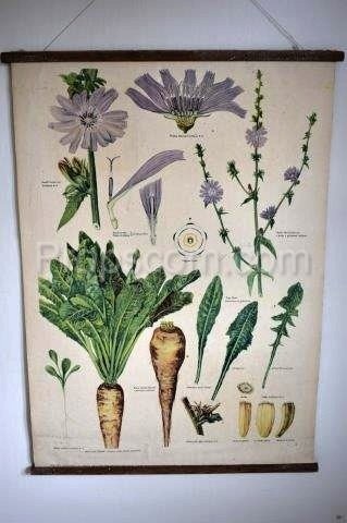 School poster - Plants