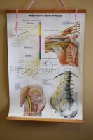 School poster - Spinal nerves