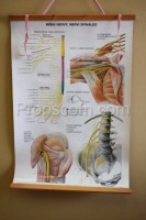 School poster - Spinal nerves