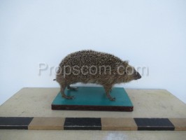 hedgehog