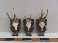 Roe deer - hunting trophy