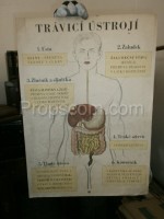 School poster - Digestive system