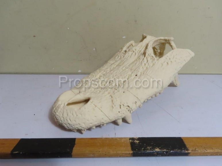 Crocodile skull