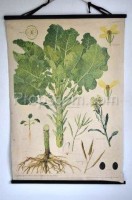 School poster - Fodder cabbage