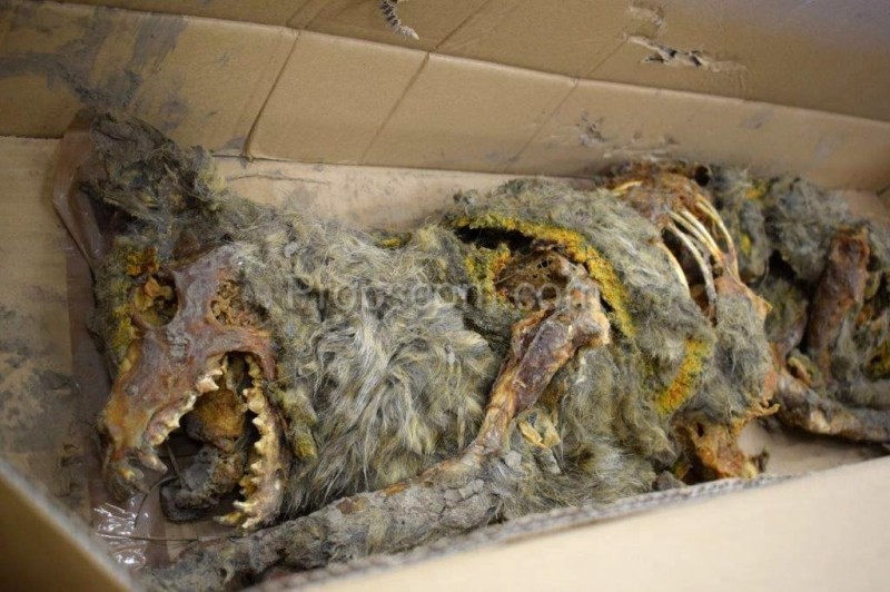 Vlkodlak mumie