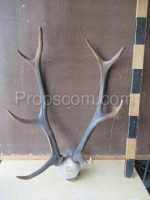 Deer - antlers