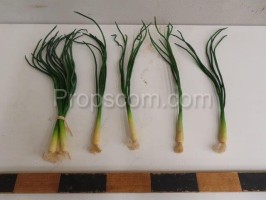 Spring onion