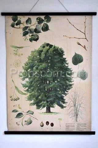 School poster - Linden tree