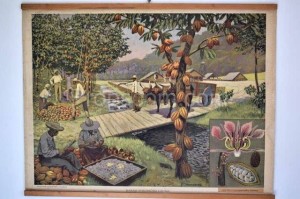 Školní plakát – Kakaové boby
