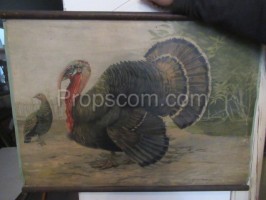 School poster - turkey