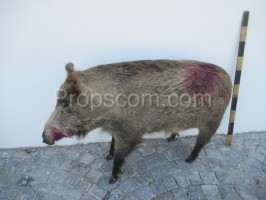 wild boar