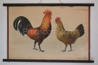 School poster - Domestic chicken