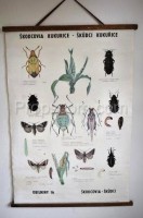 School poster - Corn diseases