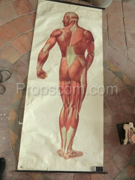 Lidské tělo svaly - roleta