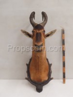 Red Hartebeest Antelope