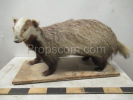 badger