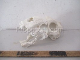 Animal skull